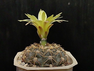 Нажмите на изображение для увеличения.

Название:	Gymnocalycium leeanum v. netrelianum 4.002.jpg
Просмотров:	341
Размер:	155.9 Кб
ID:	530422
