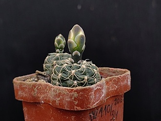 Нажмите на изображение для увеличения.

Название:	Gymnocalycium andreae v.svecianum 3.001.jpg
Просмотров:	413
Размер:	137.2 Кб
ID:	530424
