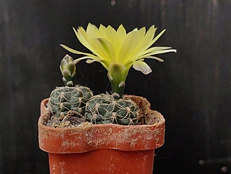 Нажмите на изображение для увеличения.

Название:	Gymnocalycium andreae v.svecianum 3.002.jpg
Просмотров:	325
Размер:	153.4 Кб
ID:	530425