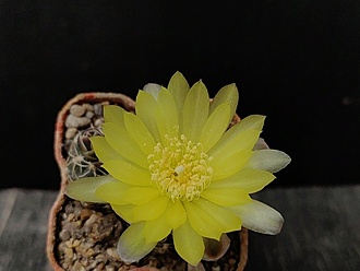 Нажмите на изображение для увеличения.

Название:	Gymnocalycium andreae v.svecianum 3.003.jpg
Просмотров:	318
Размер:	118.2 Кб
ID:	530426