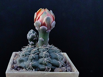 Нажмите на изображение для увеличения.

Название:	Gymnocalycium xheidiae GN 925-3028 1.001a.jpg
Просмотров:	417
Размер:	154.8 Кб
ID:	530428