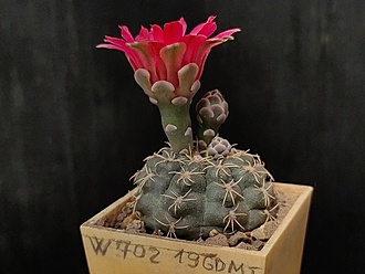 Нажмите на изображение для увеличения.

Название:	Gymnocalycium xheidiae GN 925-3028 1.002.jpg
Просмотров:	408
Размер:	148.8 Кб
ID:	530429