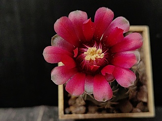 Нажмите на изображение для увеличения.

Название:	Gymnocalycium xheidiae GN 925-3028 1.003.jpg
Просмотров:	317
Размер:	143.4 Кб
ID:	530430