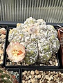 Нажмите на изображение для увеличения.

Название:	IMG_0762.jpg
Просмотров:	366
Размер:	256.5 Кб
ID:	530445
