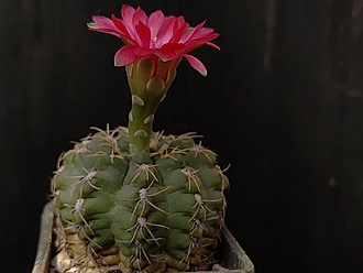 Нажмите на изображение для увеличения.

Название:	Gymnocalycium baldianum 2.005.jpg
Просмотров:	669
Размер:	111.2 Кб
ID:	531243