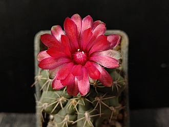 Нажмите на изображение для увеличения.

Название:	Gymnocalycium baldianum 2.006.jpg
Просмотров:	308
Размер:	135.8 Кб
ID:	530469