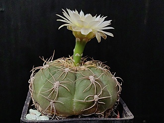 Нажмите на изображение для увеличения.

Название:	Gymnocalycium megalotelon v.delaetianum 1.004.jpg
Просмотров:	293
Размер:	156.5 Кб
ID:	530523