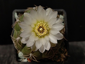 Нажмите на изображение для увеличения.

Название:	Gymnocalycium megalotelon v.delaetianum 1.005.jpg
Просмотров:	292
Размер:	123.2 Кб
ID:	530524