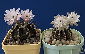 Нажмите на изображение для увеличения.

Название:	Gymnocalycium friedrichii разные.jpg
Просмотров:	298
Размер:	132.6 Кб
ID:	530632