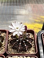 Нажмите на изображение для увеличения.

Название:	IMG_0786.jpg
Просмотров:	366
Размер:	201.0 Кб
ID:	530638
