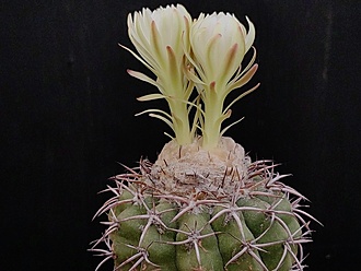 Нажмите на изображение для увеличения.

Название:	Discocactus pugionacanthus HU 462 1.001b.jpg
Просмотров:	226
Размер:	161.5 Кб
ID:	530670