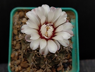 Нажмите на изображение для увеличения.

Название:	Gymnocalycium stellatum  VG 284 003.jpg
Просмотров:	217
Размер:	128.9 Кб
ID:	530718