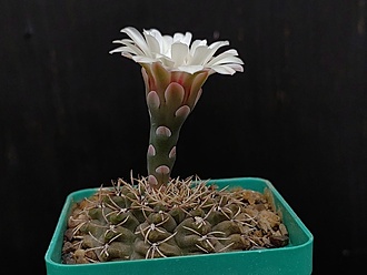 Нажмите на изображение для увеличения.

Название:	Gymnocalycium stellatum  VG 284 002.jpg
Просмотров:	215
Размер:	122.0 Кб
ID:	530719