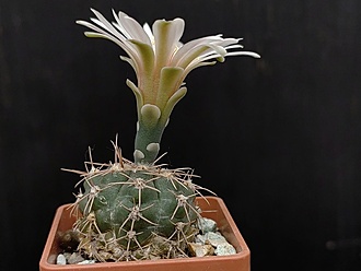 Нажмите на изображение для увеличения.

Название:	Gymnocalycium gaponii ssp. geyeri VG 906 002.jpg
Просмотров:	193
Размер:	125.9 Кб
ID:	530721