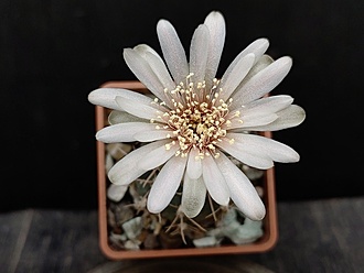 Нажмите на изображение для увеличения.

Название:	Gymnocalycium gaponii ssp. geyeri VG 906 003.jpg
Просмотров:	282
Размер:	132.4 Кб
ID:	530722