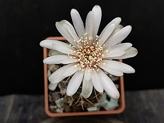 Нажмите на изображение для увеличения.

Название:	Gymnocalycium gaponii ssp. geyeri VG 906 003.jpg
Просмотров:	190
Размер:	132.4 Кб
ID:	530722