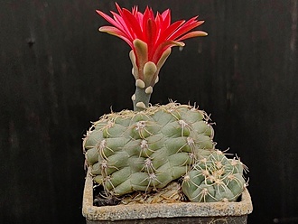 Нажмите на изображение для увеличения.

Название:	Gymnocalycium terweemeanum 1.007.jpg
Просмотров:	236
Размер:	161.4 Кб
ID:	530724