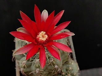 Нажмите на изображение для увеличения.

Название:	Gymnocalycium terweemeanum 1.008.jpg
Просмотров:	333
Размер:	134.2 Кб
ID:	530725
