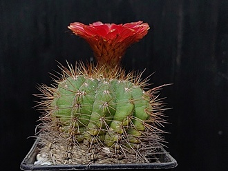Нажмите на изображение для увеличения.

Название:	Notocactus ottonis v.vencluianus 4.006.jpg
Просмотров:	228
Размер:	175.9 Кб
ID:	530768