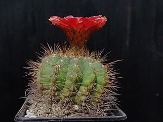 Нажмите на изображение для увеличения.

Название:	Notocactus ottonis v.vencluianus 4.006.jpg
Просмотров:	167
Размер:	175.9 Кб
ID:	530768