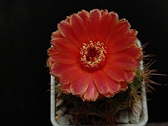 Нажмите на изображение для увеличения.

Название:	Notocactus ottonis v.vencluianus 5.005.jpg
Просмотров:	233
Размер:	134.6 Кб
ID:	530769