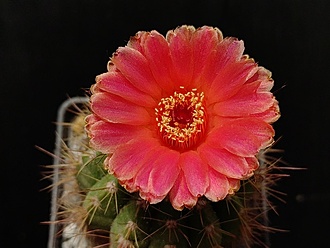 Нажмите на изображение для увеличения.

Название:	Notocactus ottonis v.vencluianus 4.007.jpg
Просмотров:	231
Размер:	154.9 Кб
ID:	530770