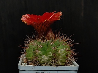 Нажмите на изображение для увеличения.

Название:	Notocactus ottonis v.vencluianus 5.004.jpg
Просмотров:	165
Размер:	146.1 Кб
ID:	530771