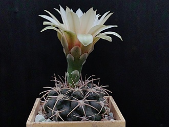 Нажмите на изображение для увеличения.

Название:	Gymnocalycium pseudoneuhuberi LF 8 002.jpg
Просмотров:	161
Размер:	146.6 Кб
ID:	530778