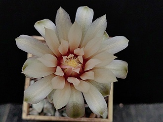 Нажмите на изображение для увеличения.

Название:	Gymnocalycium pseudoneuhuberi LF 8 003.jpg
Просмотров:	261
Размер:	129.1 Кб
ID:	530777