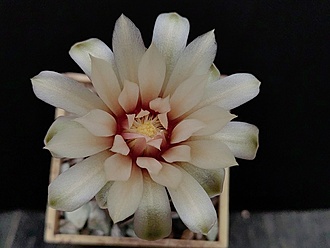 Нажмите на изображение для увеличения.

Название:	Gymnocalycium pseudoneuhuberi LF 8 003.jpg
Просмотров:	165
Размер:	129.1 Кб
ID:	530777