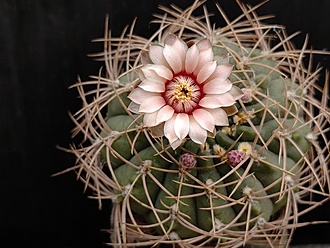 Нажмите на изображение для увеличения.

Название:	Gymnocalycium guanchinense aff. 003.jpg
Просмотров:	749
Размер:	179.6 Кб
ID:	530846