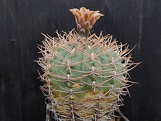 Нажмите на изображение для увеличения.

Название:	Gymnocalycium guanchinense aff. 002.jpg
Просмотров:	904
Размер:	189.7 Кб
ID:	530847