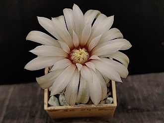Нажмите на изображение для увеличения.

Название:	Gymnocalycium pseudoneuhuberi LF 8 005.jpg
Просмотров:	600
Размер:	133.5 Кб
ID:	530957