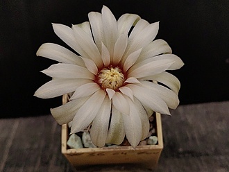 Нажмите на изображение для увеличения.

Название:	Gymnocalycium pseudoneuhuberi LF 8 005.jpg
Просмотров:	479
Размер:	133.5 Кб
ID:	530957