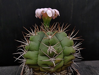 Нажмите на изображение для увеличения.  Название:	Gymnocalycium paraguaiense 1.004.jpg Просмотров:	0 Размер:	148.1 Кб ID:	531009