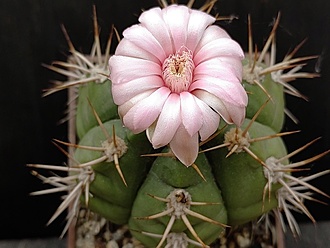 Нажмите на изображение для увеличения.  Название:	Gymnocalycium paraguaiense 1.005.jpg Просмотров:	0 Размер:	150.9 Кб ID:	531010