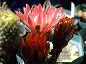 Нажмите на изображение для увеличения.

Название:	gymnocalycium baldianum.jpg
Просмотров:	199
Размер:	92.1 Кб
ID:	531090