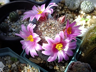 Нажмите на изображение для увеличения.

Название:	mammillaria micrisperma.jpg
Просмотров:	204
Размер:	138.5 Кб
ID:	531092