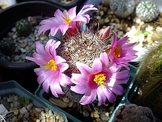 Нажмите на изображение для увеличения.

Название:	mammillaria micrisperma.jpg
Просмотров:	160
Размер:	138.5 Кб
ID:	531092