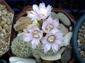 Нажмите на изображение для увеличения.

Название:	gymnocalycium bruchii.jpg
Просмотров:	144
Размер:	101.7 Кб
ID:	531094