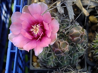 Нажмите на изображение для увеличения.

Название:	gymnocalycium baldianum 2.jpg
Просмотров:	209
Размер:	105.3 Кб
ID:	531088