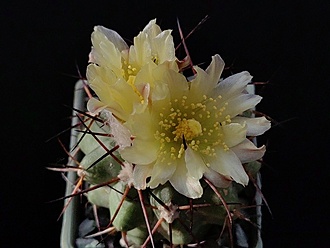 Нажмите на изображение для увеличения.

Название:	Copiapoa montana 3.003.jpg
Просмотров:	519
Размер:	134.6 Кб
ID:	531113
