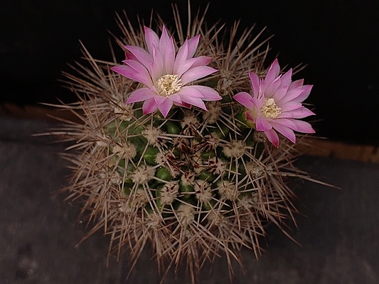 Нажмите на изображение для увеличения.

Название:	Gymnocalycium horridispinum 3.008.jpg
Просмотров:	613
Размер:	153.3 Кб
ID:	531117