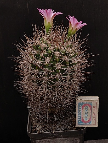 Нажмите на изображение для увеличения.

Название:	Gymnocalycium horridispinum 3.007.jpg
Просмотров:	790
Размер:	205.5 Кб
ID:	531118