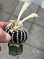 Нажмите на изображение для увеличения.

Название:	IMG_0813.jpg
Просмотров:	298
Размер:	157.3 Кб
ID:	531126