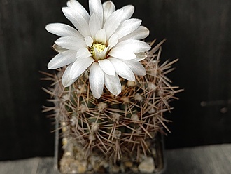 Нажмите на изображение для увеличения.

Название:	Gymnocalycium B 59 1.007.jpg
Просмотров:	711
Размер:	141.1 Кб
ID:	531163