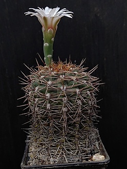 Нажмите на изображение для увеличения.

Название:	Gymnocalycium B 59 1.006.jpg
Просмотров:	561
Размер:	179.9 Кб
ID:	531164