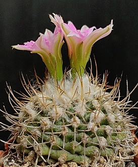 Нажмите на изображение для увеличения.

Название:	Turbinicarpus laui 3.004.jpg
Просмотров:	188
Размер:	231.9 Кб
ID:	531166