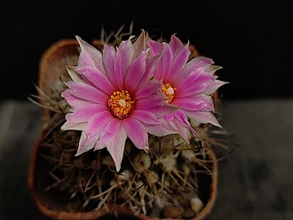 Нажмите на изображение для увеличения.

Название:	Turbinicarpus laui 3.005.jpg
Просмотров:	186
Размер:	127.6 Кб
ID:	531167