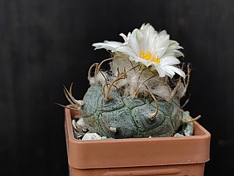 Нажмите на изображение для увеличения.

Название:	Turbinicarpus macrochele ssp.frailensis KS 093 2.004.jpg
Просмотров:	193
Размер:	141.9 Кб
ID:	531169